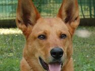 Red Teddy - 7 Jahre - Mix - Tierhilfe Franken e.V. - Lauf (Pegnitz) Zentrum