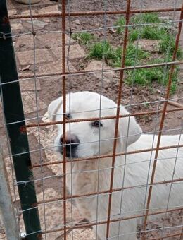 Matteo 🩵🩵🩵 Hundeseele auf 4 Pfoten - Bad Karlshafen