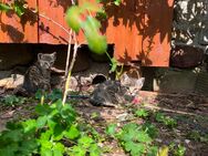 Kater Katerchen Katze - Britz