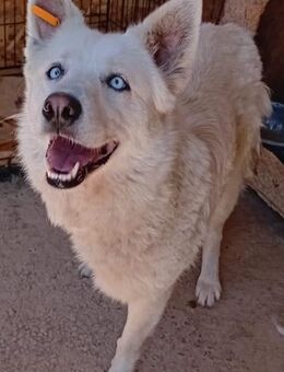 Dreibeinige SNOWY - sanft, treu, loyal - Weilheim (Oberbayern)