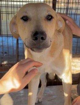 süße AMANDA ~ muß geliebt werden💖 - Duisburg