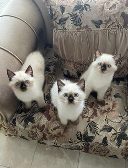 Siam Kitten - Berlin