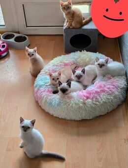 Britisch Kurzhaar Kitten mit Stammbaum WCF - Moormerland