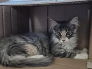 2 reinrassige maine coon kitten - Cornberg