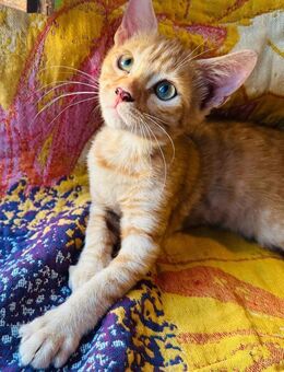 Zeus - sucht seinen Olymp - Kirchheim (München)