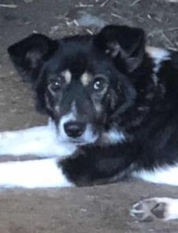 Benny wartet schon eine Ewigkeit 🐾 - Elsdorf (Nordrhein-Westfalen)