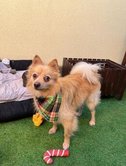 Loyaler George sucht Bezugsperson - Chemnitz