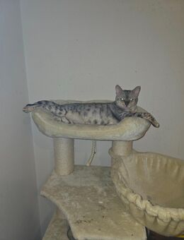 Reinrassige bengal Katze - Geilenkirchen
