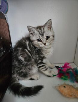 Britisch kurzhaar Kater - Hambergen