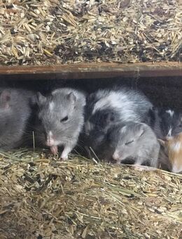 Mongolische Rennmäuse suchen neues Zuhause - Hamburg