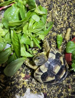 Landschildkröten abzugeben - Mülheim-Kärlich