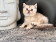 BKH Kitten Chocolate Shaded Kater - Köthen (Anhalt)