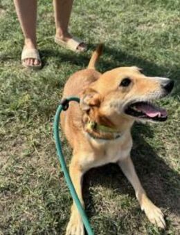 Wendy wartet auf ihre Menschen - Nordwalde