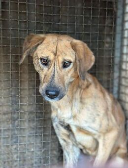 Mattheo sucht sein sicheres Zuhause - Berlin