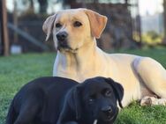 Labrador Welpe mit FCI Papiere VDH Zucht - Neukirchen (Pleiße)