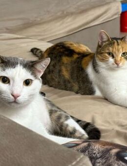 ✨Zara & Lipci ein Herz & eine Seele✨ - Eislingen (Fils)