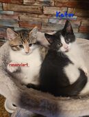 Maine Coon Mix Kitten Kater und Katze 🐱 in 26936