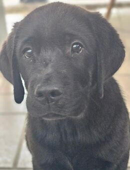 Labrador zuckersüße Welpen - Vilshofen (Donau) Zentrum