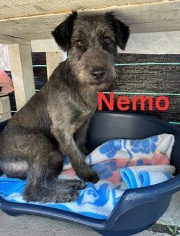 Nemo - fröhlicher Herzensbrecher - Rinteln