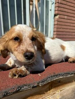 Mia Kokonimix Hündin 4 Monate in GR - Reutlingen