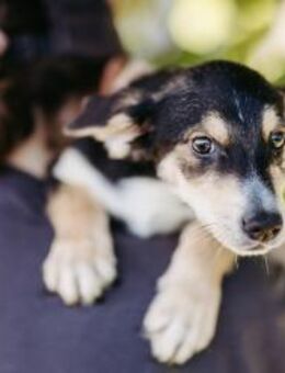 kleiner, charmanter Isy 💕 - Kallmünz