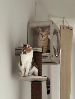 Katzen abzugeben - Reutlingen