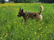 Willow – aktiver Herzenshund sucht liebevolles Zuhause - Oranienbaum-Wörlitz
