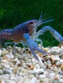 Blauer Floridahummer in 97618