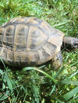 Griechische Landschildkröte Testudo hermanni mänl. 25 Jahre & Gesund ! - Ottrau