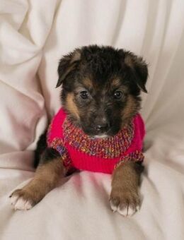 Welpenmädel Milky Way 💕 - Laufen