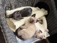 Siam Thai / BKH kitten - Leipzig Ost