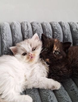 BKH/BLH Kitten mit Stammbaum - Unna