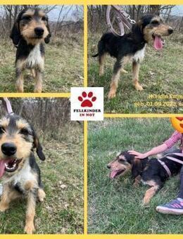 süße Emma sucht eine Familie - Margetshöchheim