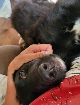 Bordercollie x Bordercollie Labrador Welpe Pumbiii - Möckern Grabow
