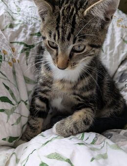 Kitten 15 Wochen alt, 2 Mädchen und 1 Junge - Sofort Abgabebereit - Windeck