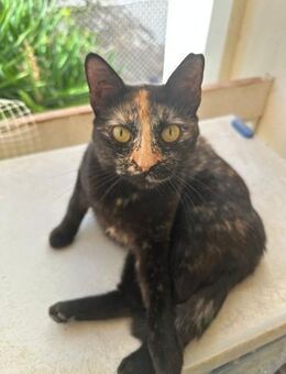 Kaiti aus dem Tierschutz - Grevenbroich