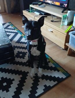 Amy 1 Jahr alt - Dettum