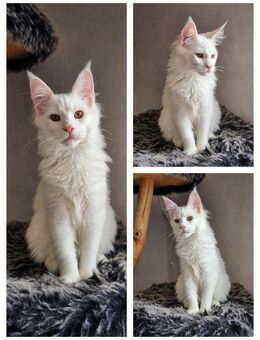 Maine Coon Junge 24.12.2024 - Salzgitter