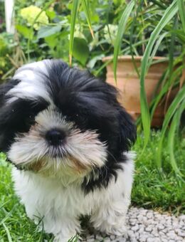 Zauberhafte kleine Shih Tzu Hündin, Welpe - Ludwigsfelde