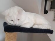 BKH Deckkater - Erwitte