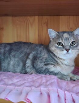 Kleines BKH Kätzchen/Kitten abzugeben - Göttingen