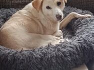 Sanfte Peaches sucht gemütliches Sofa - Minden (Nordrhein-Westfalen)