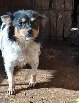 Kleine Hundedame Lala - Rambin