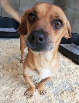 Mogli,ein armes kleines Seelchen - Köln