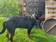 Ich biete Deckrüden ! Reinrassiger Rottweiler ! - Limburg (Lahn)