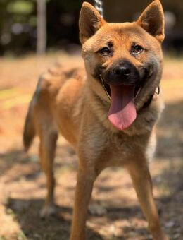 Saria Akita Mix sucht Für-immer-Zuhause - Berlin