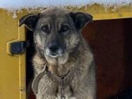 Amica ist sehr freundlich 🐾 - Elsdorf (Nordrhein-Westfalen)