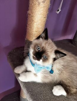 RAGDOLL BKH KITTEN - Brieselang
