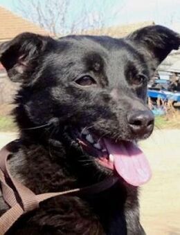 SUZIE wartet auf ihre Menschen - Gefrees