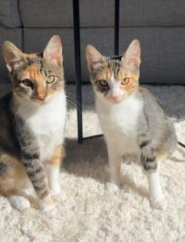 Malina und Ljuba aus dem Tierschutz - Grevenbroich